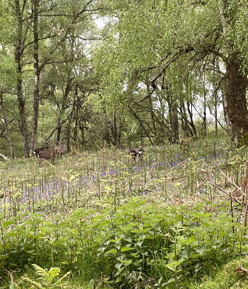 There were loads of deers today on our walk, lurking amongst the bracken and the bluebells. I barked, but as usual, they more or less ignored me 😡