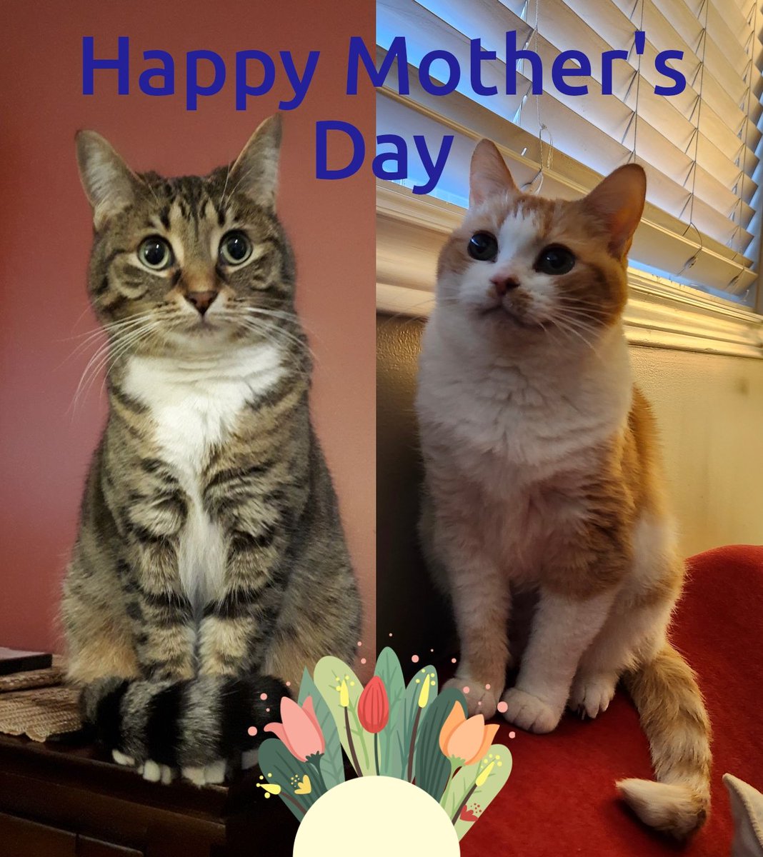 Happy Mother's Day to all da Mum's out there.   We promise to be extra good for our Mom today even though we haven't yet got any treatos nor a box for ##catboxsunday. 
😼💖😈💖😏

#mothersday2024 #CatsOfTwitter #CatsOfX #sundayvibes