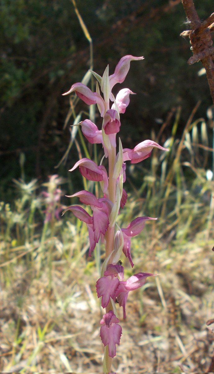 A Holy Orchid. Maybe so named as found in the Holy Land (?). Cyprus, mid April. #wildorchid