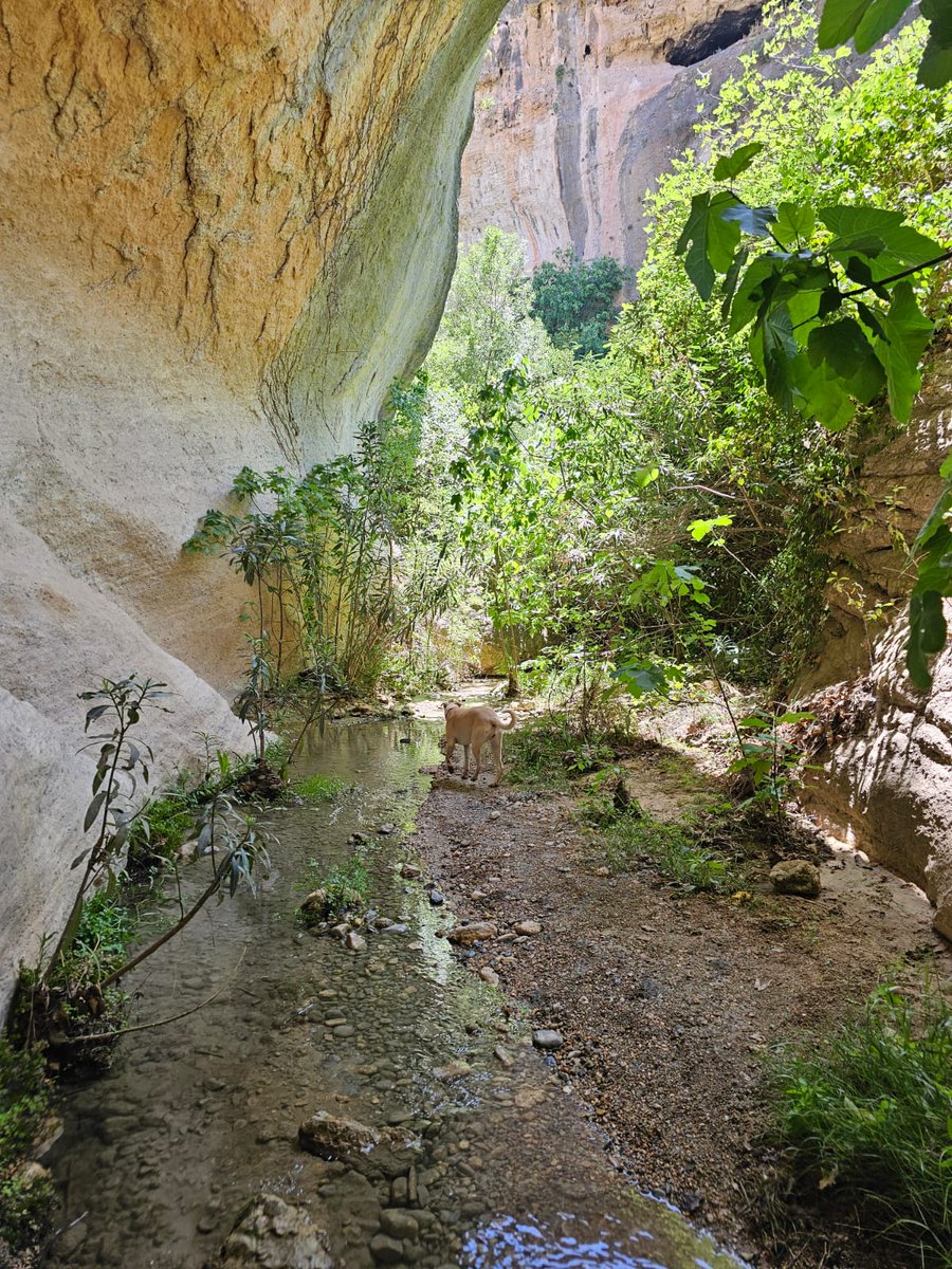 HikeSNspain's tweet photo. Barranco Luna, Salares, Granada
#barrancoluna #salares #granada #andalucia #canyon #rutas #hikingadventures #hikinginspain https://t.co/oqSfdnLyVm
