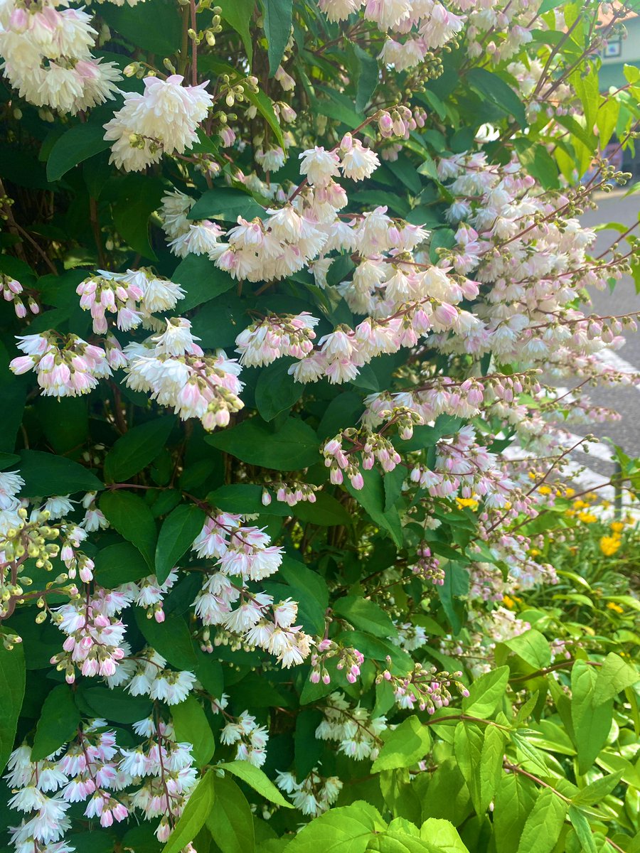 まこさん　みなさん
こんばんは　空の木　  
空木　ウツギが綺麗に咲いてます。爽やかな香りで紫陽花の仲間です🌳#sorayo