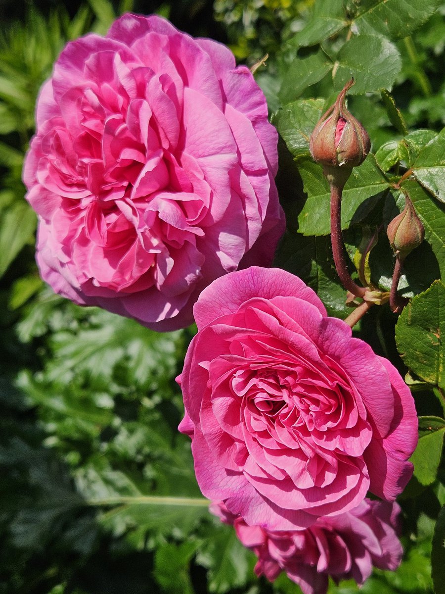 Gertrude Jekyll looking particularly stunning in the sunshine.