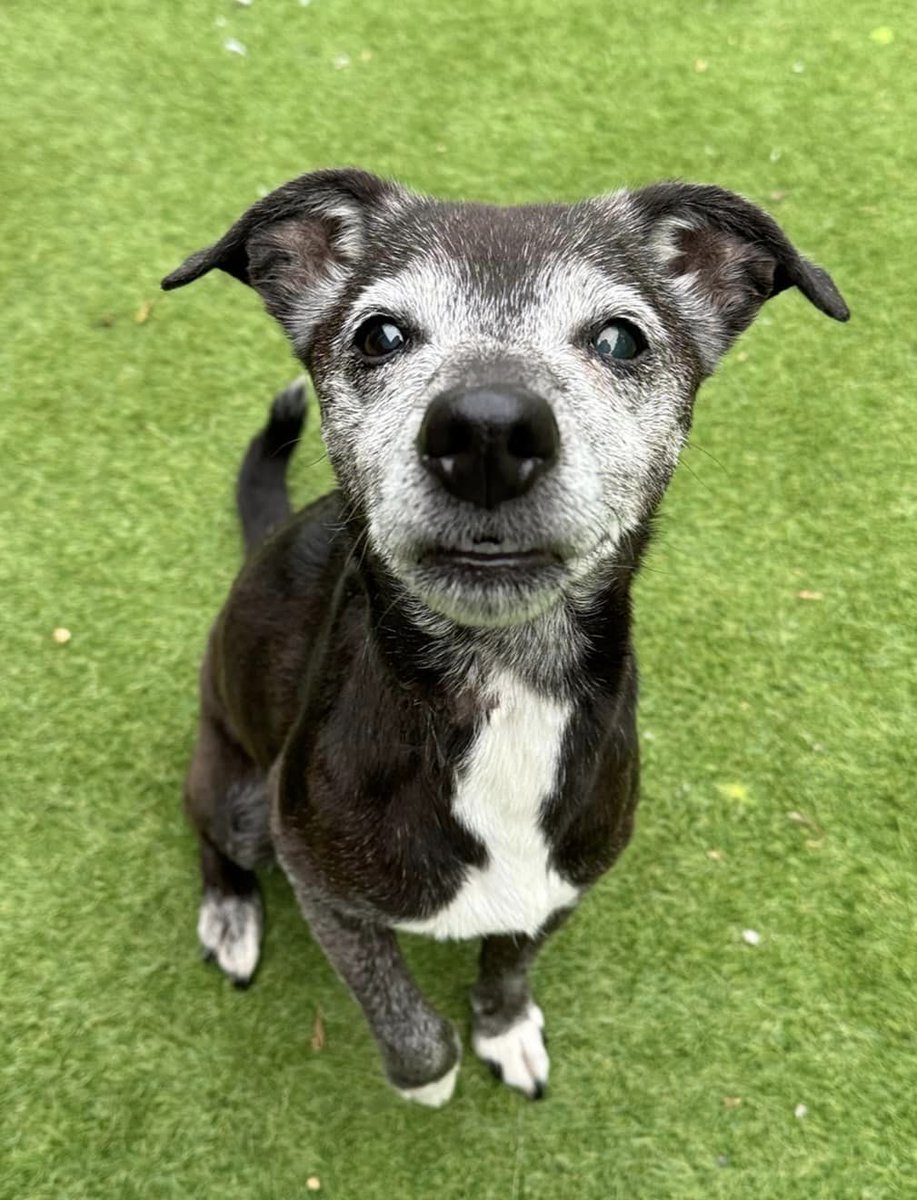 Please retweet to help Megan find a home #YORKSHIRE #UK Little 12 yr old MEGAN needs a home 🥺💜🥺 She’s a very sprightly Patterdale cross who still loves to play, loves her walks and loves to hop onto your knee for a cuddle 😁💜 Because she’s a Terrier, she has to keep…