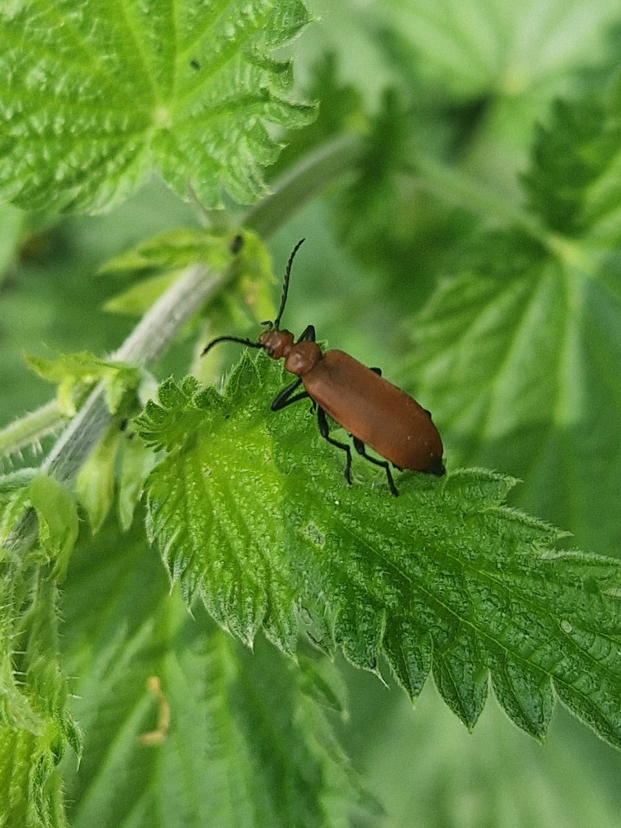 Day 365+314 of my Nature Photo Challenge and a lovely beetle for you today
It's also the season for rescuing beetles off their backs too, it isn't just sheep that need our help
#365DaysWild @Nottswildlife
@WildlifeTrusts