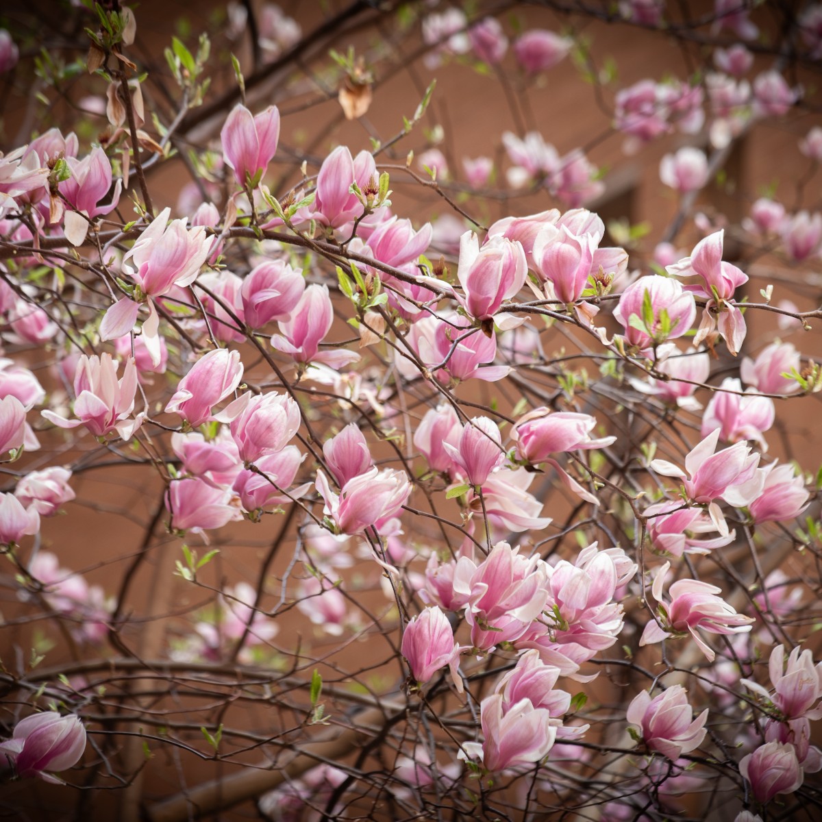 Sending warm wishes to all the amazing mothers throughout our New Jersey campuses and beyond, on this special Mother's Day! We hope you spend this holiday surrounded by your loved ones. 🌸