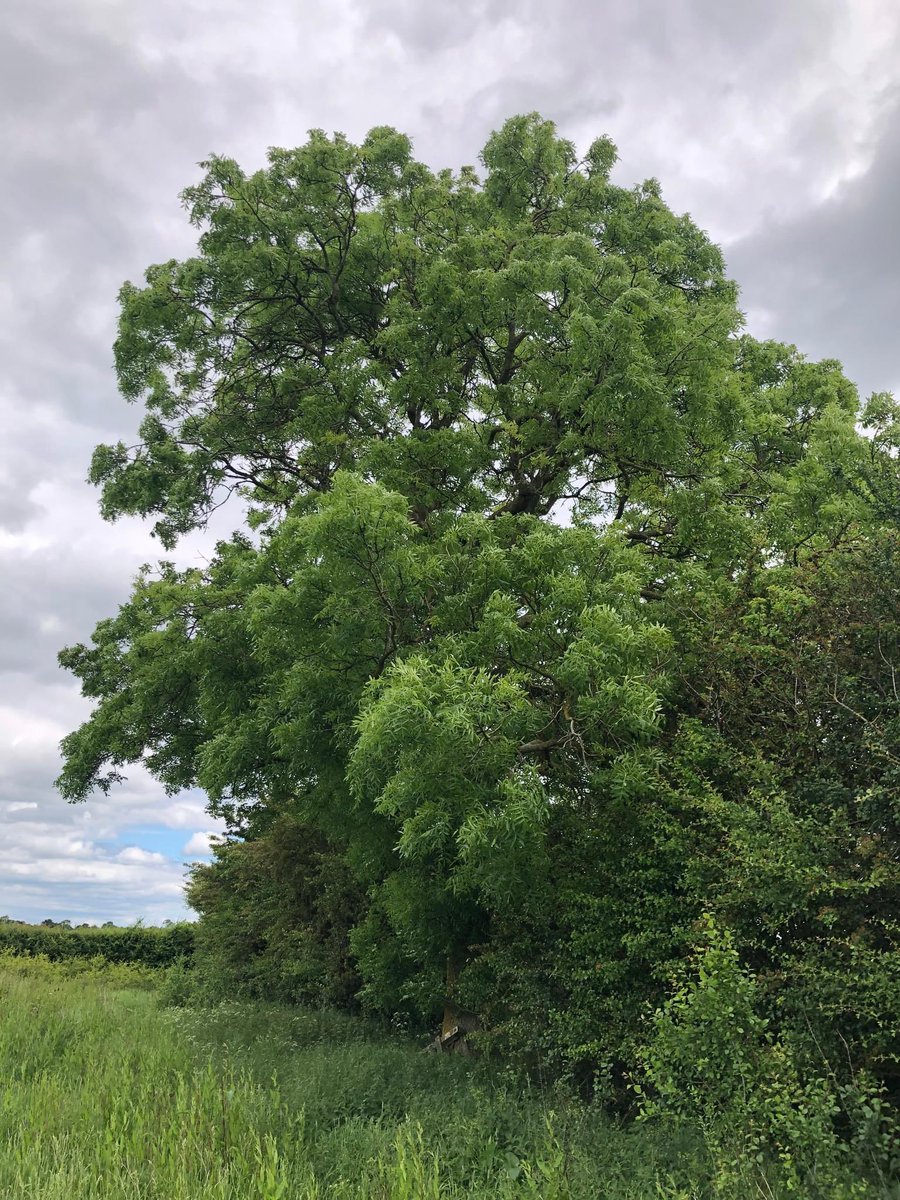 It’s incredible: 238 individual trees, 50 groups of trees, 3 woodlands, 79 hedgerows & all buildings that the 4 developers have surveyed in Titchmarsh they can categorically say that NOT a single 🦇 roost in any of them - EVER. 10+ species, 1000s passes NO roosts! @wildlifebcn