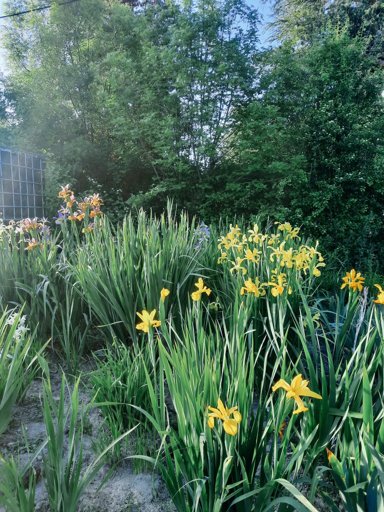 Spuria iris #irisspuria #irises #americanirissociety #spuria #spuriairis #orduña #bilbao