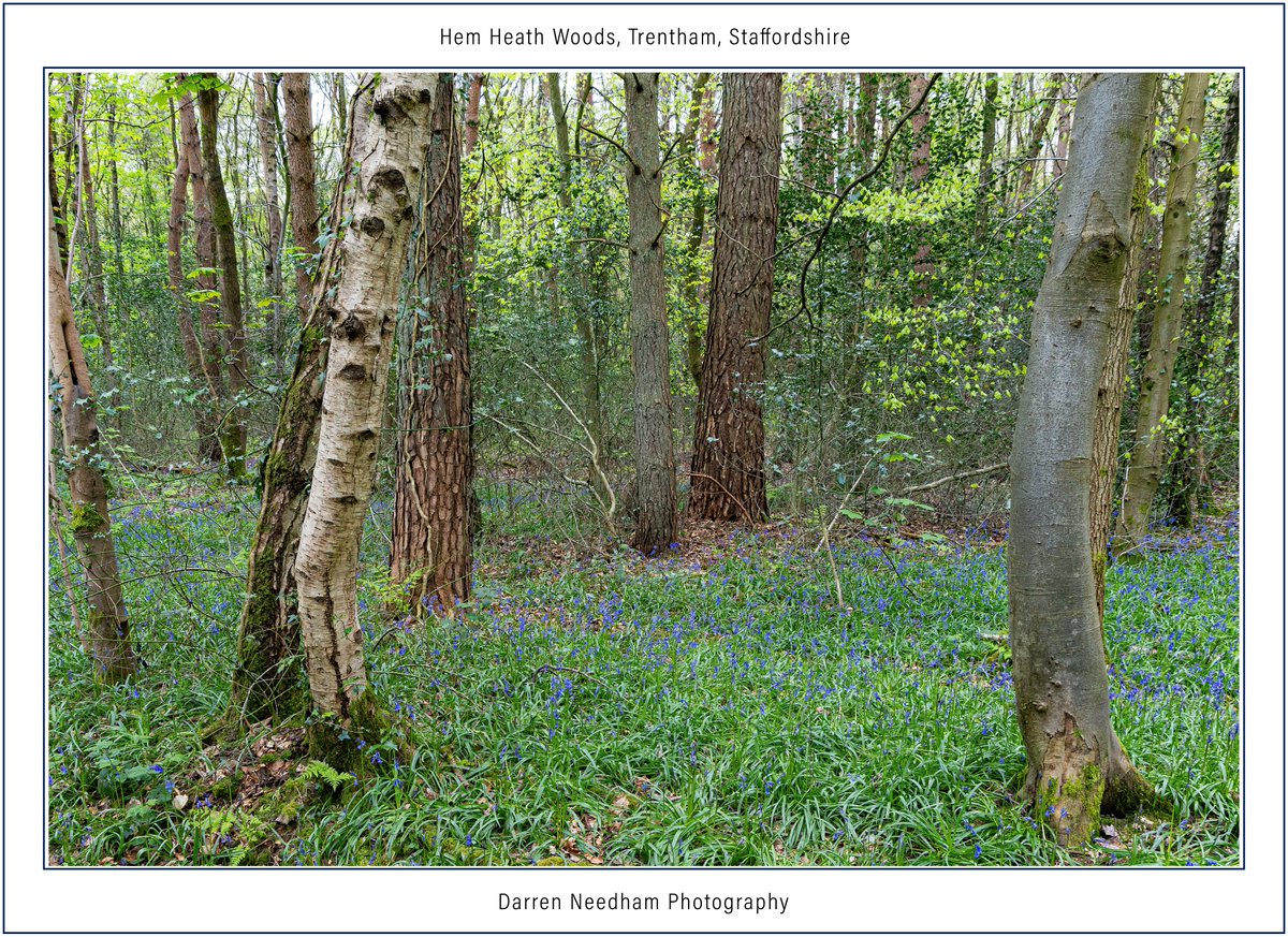 Bluebells at Hem Heath Woods, Trentham, #Staffordshire #StormHour #ThePhotoHour #CanonPhotography #LandscapePhotography #Landscape #NaturePhotography #NatureBeauty #Nature #Countryside #LoveUKWeather #FlowerPhotography #WildFlowers #FlowersOfTwitter #Flowers #Trees