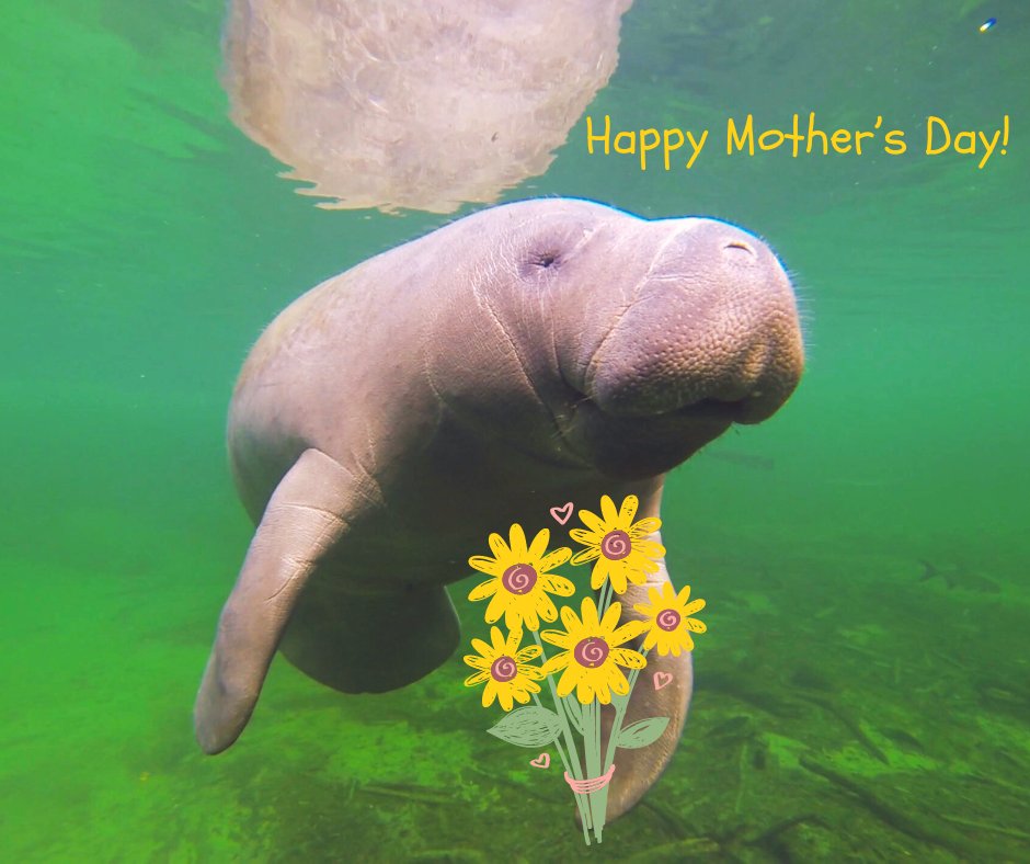 Happy Mother's Day to all the amazing moms—from human moms to manatee moms and all the moms in between! 🌼 Whether swimming in the water or walking on land, I hope your day is filled with happiness and joy! With love, Gator. 💚

#gatorthemanatee #flsprings #visitwestvolusia
