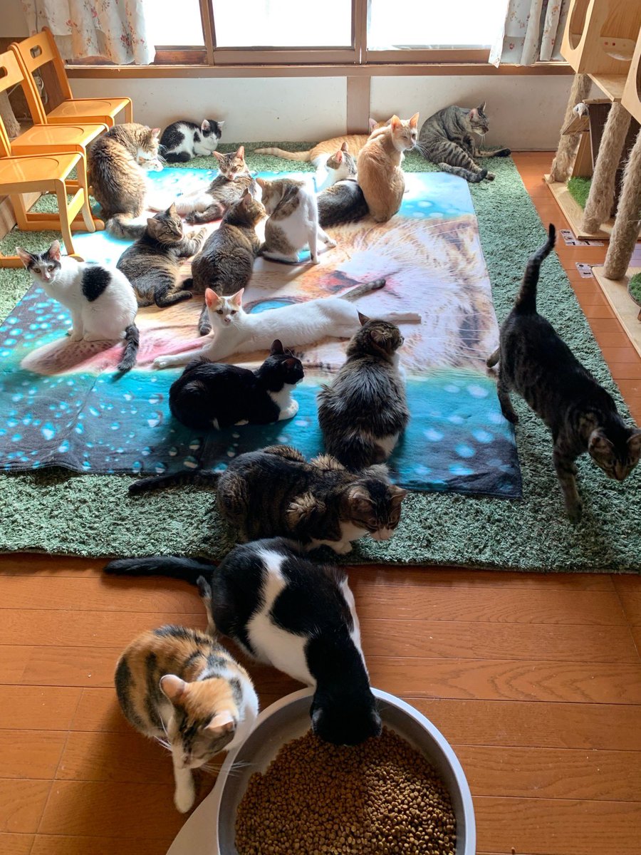 atami_kusunoki's tweet photo. 保護猫たちのママになってくれた、全てのママへありがとう🐱💐✨✨✨
くすにゃんのみんにゃにも、
素敵なママとの出会いがありますように🐱💐✨✨✨
#熱海 #熱海くすのき #保護猫
#Templecat #ボランティア募集
#母の日 https://t.co/iTmhdEdqMA