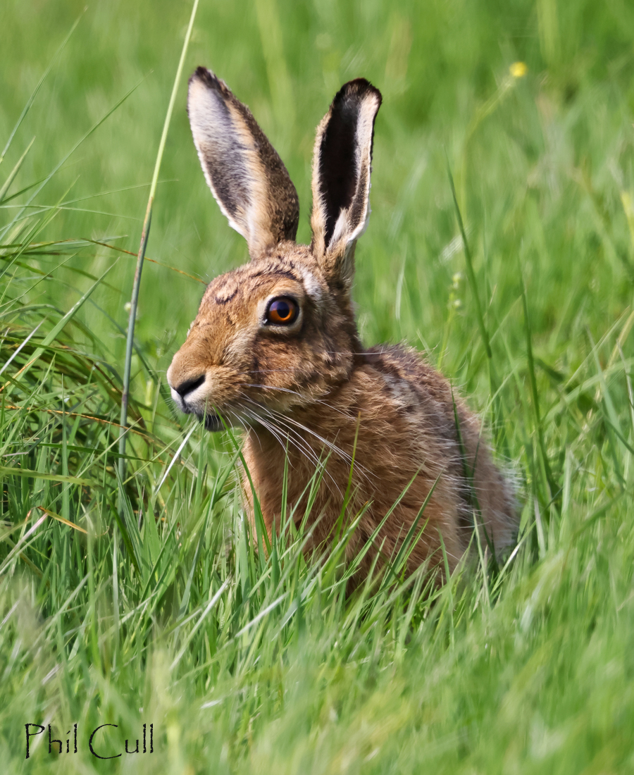 Brown Hare this morning ~ Cotswolds