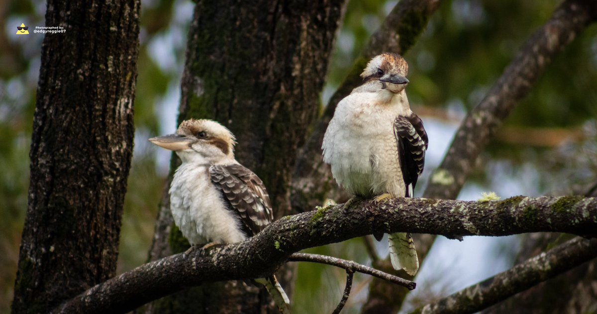 I managed to capture the #Australian native #kookaburra’s right in my backyard 🤩🩷
#canon90D #photography