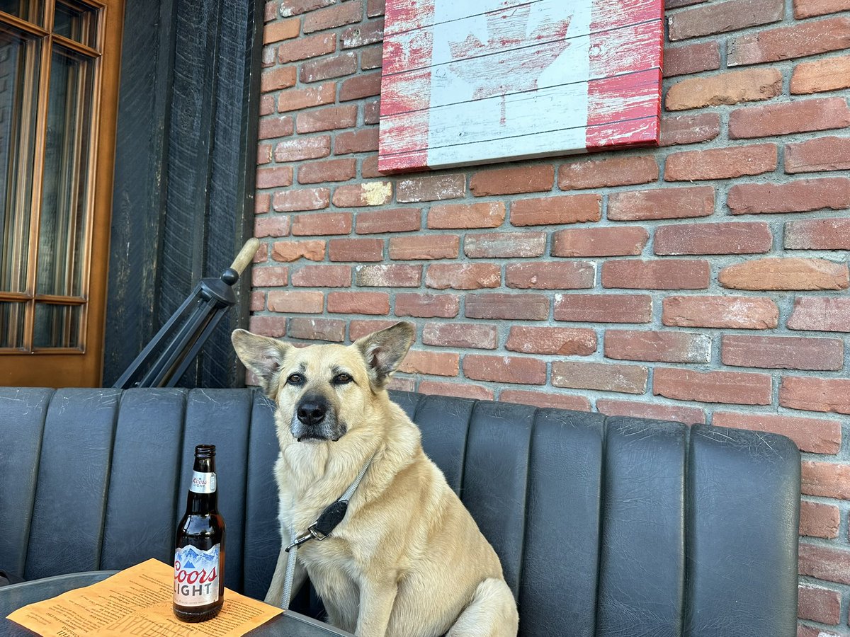 Sophie enjoying pub night beer and wings thanks to the staff for letting her in #SophieDog #WingNight #Pub #WarmWeather#