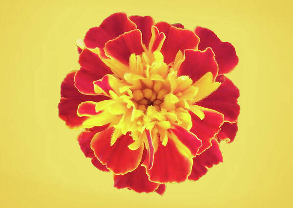 A Red And Yellow Marigold. These plants are native to Mexico, growing naturally from Mexico's valley down to the south and even reaching several other Latinamerican countries, but some species have become naturalized around the world. fineartamerica.com/featured/a-red…