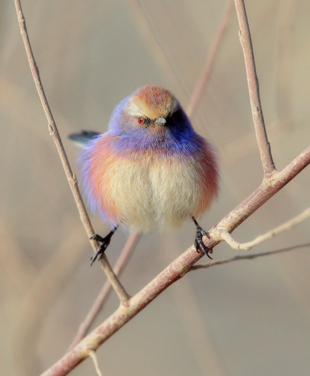 1.Catholicism is the truth 
2.Whatever is good is ordered towards the truth
3.This bird is beautiful 
4.Therefore this bird is catholic