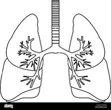 Right and left lung. Pulmonology