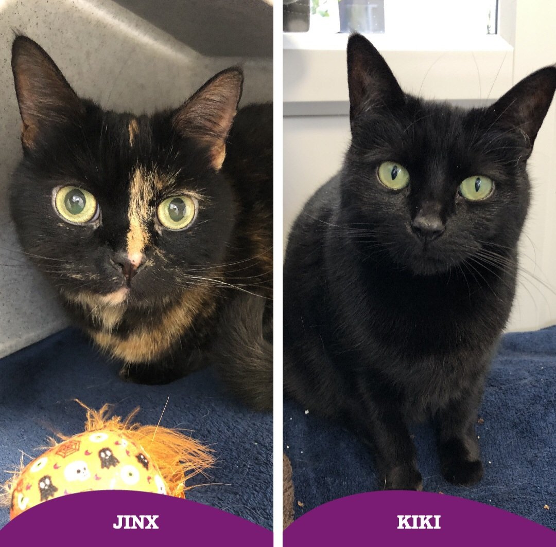 Sunday's are made for #HappyTails! ✨️ Kiki & Jinx have been reserved 🥰