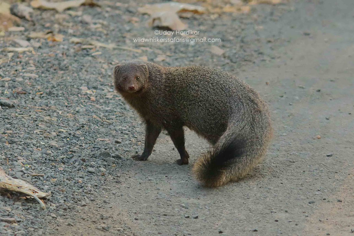 EYES - windows to the soul

Tadoba diaries- Indian grey mongoose 

#TwitterNatureCommunity 
#IndiAves #NatureBeauty #nikonphotography #ThePhotoHour 
#nature_perfection #natgeowild #natgeoindia #EarthCapture #wildlifeiG #Nikon #tadoba #eye #mongoose