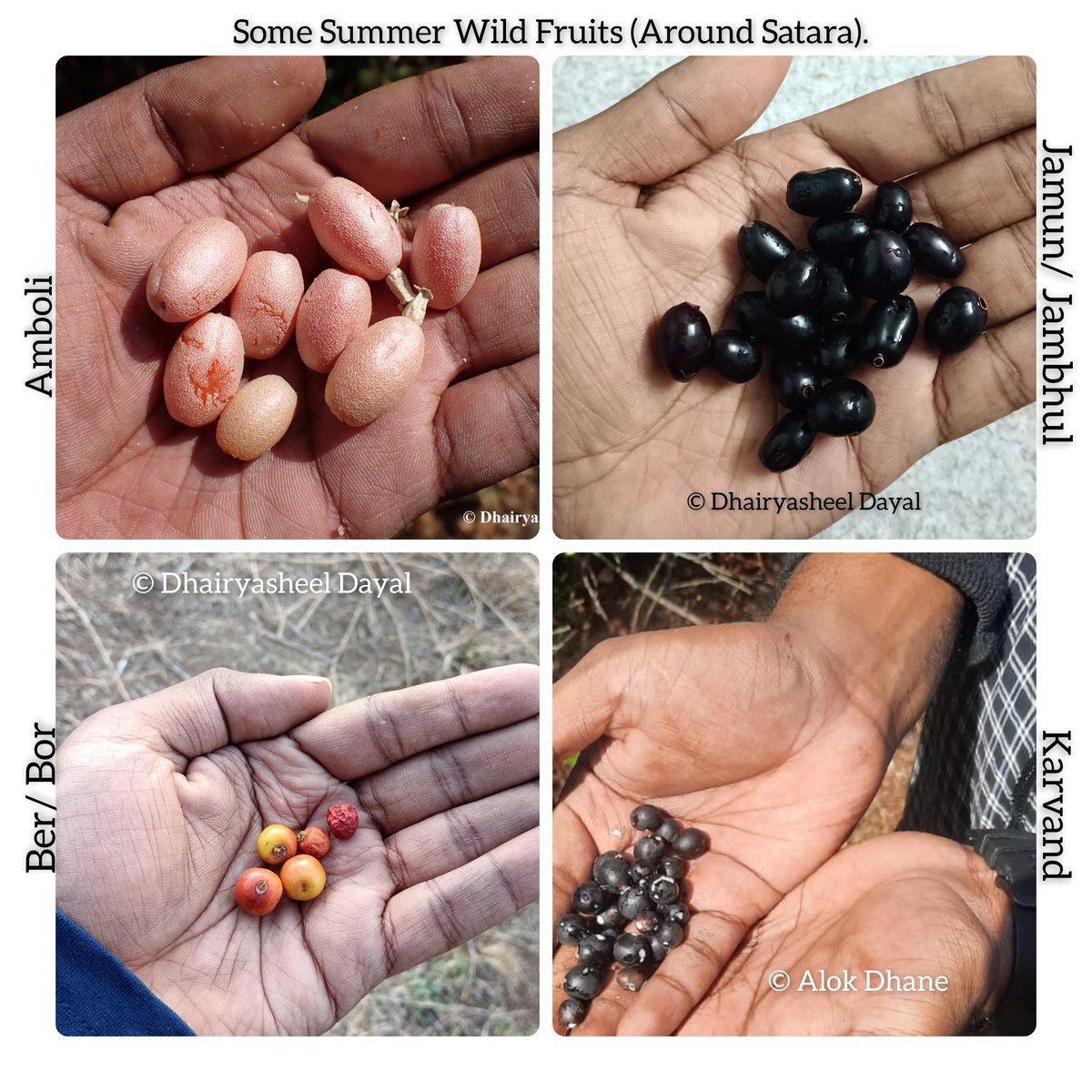 Some Summer Wild Fruits (Around Satara).

#summer #summerfruits #fruit #fruits #flora #botany #wildfruit #wildfruits #wildedibles