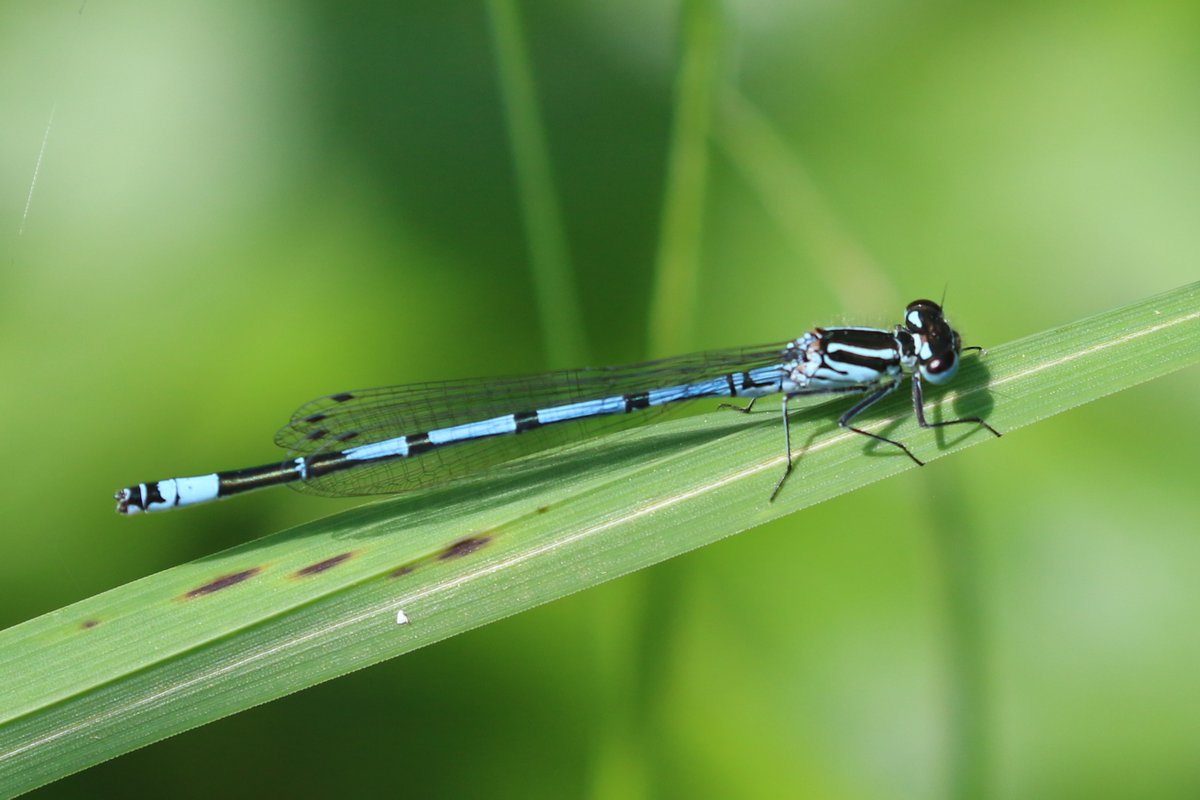 An Azure Damselfly