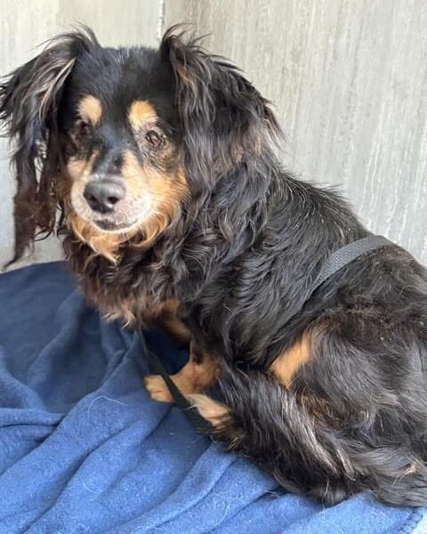 🆘 SENIOR #CAVALIERSPANIEL DOG PANCHITO 🧡#A712861 (13yo M) IS BEING KILLED TMW 5.13 BY SAN ANTONIO ACS #TEXAS‼️ 

Fearful, not interested in treats. When attempting to pet him on head, he snapped where he did not break skin.

To #foster / #Adopt ☎️2102074738
#PledgeForRescue 🙏🏼
