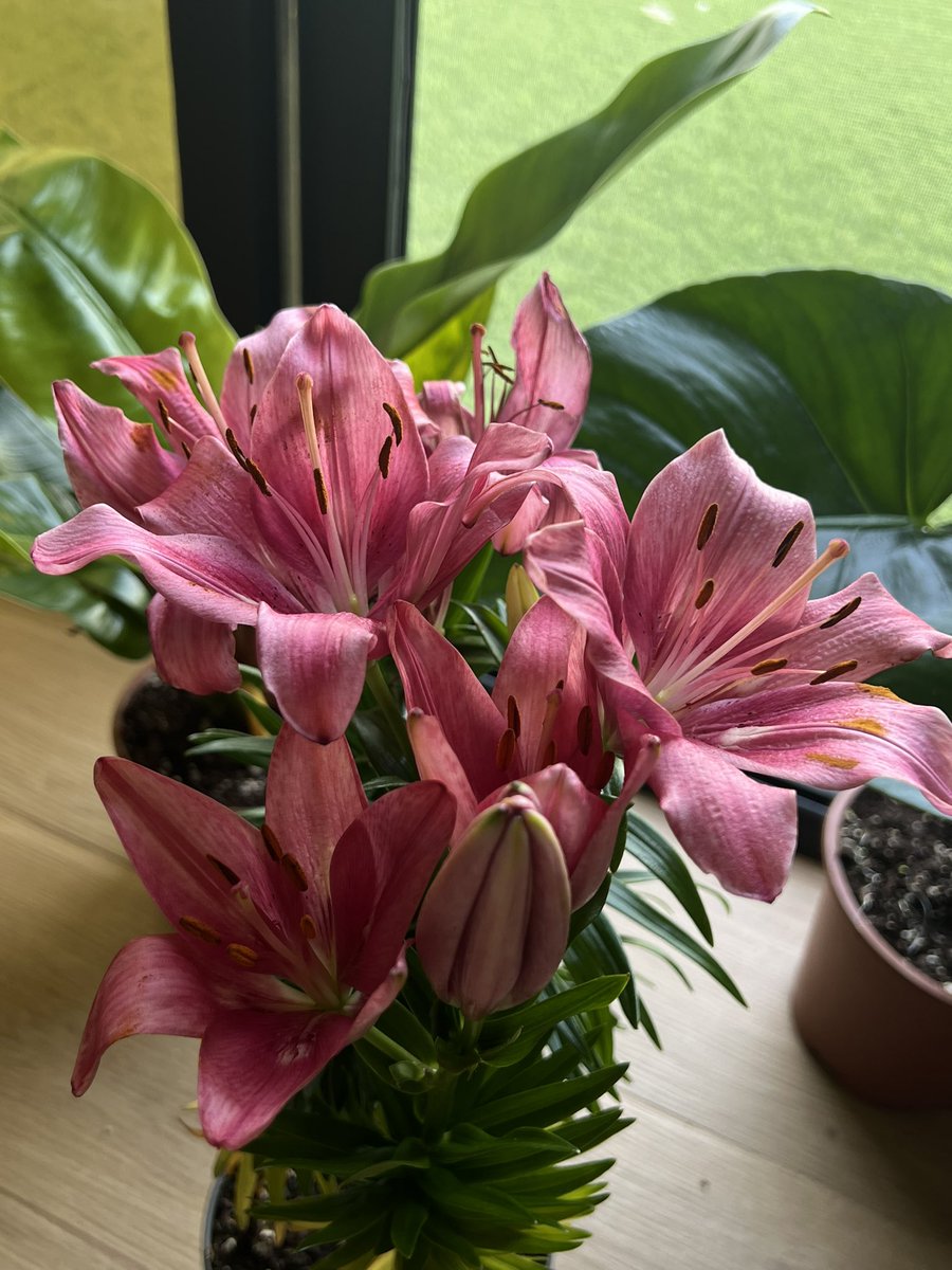 زنبق سيبيريا “Siberian lily'