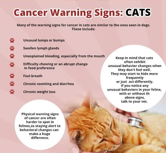 Consider these warning signs of #cancer in cats (many are similar in dogs). For vet-approved info on lumps and bumps in pets: bit.ly/4b07FGS . . . #PetCancerAwarenessMonth #FelineCancer #CatCancer #Tumor #FelineTumor #CatTumor #NationalPetCancerAwarenessMonth #PetHealth