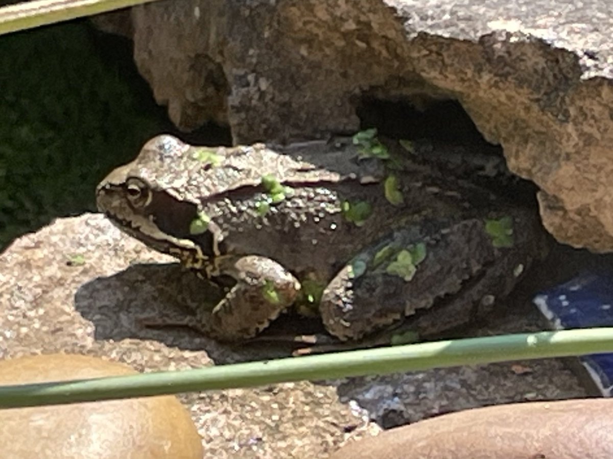 Frog of the day