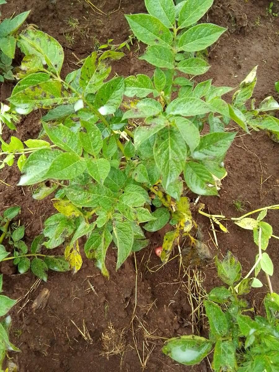 Dear agronomists, crop scientists, and farmers,

This disease attacks Irish potatoes during heavy rainy seasons, and the symptoms include leaves that appear burnt. Please guess its name and suggest control measures.