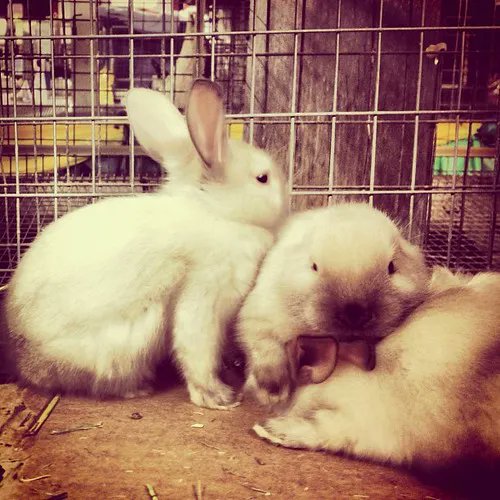 Hop2saverabbits's tweet image. Happy Mother's day every fur parent. It is not a joyful day for every parent. These babies are destined for your plate but you can change that: petition.parliament.uk/petitions/6595…