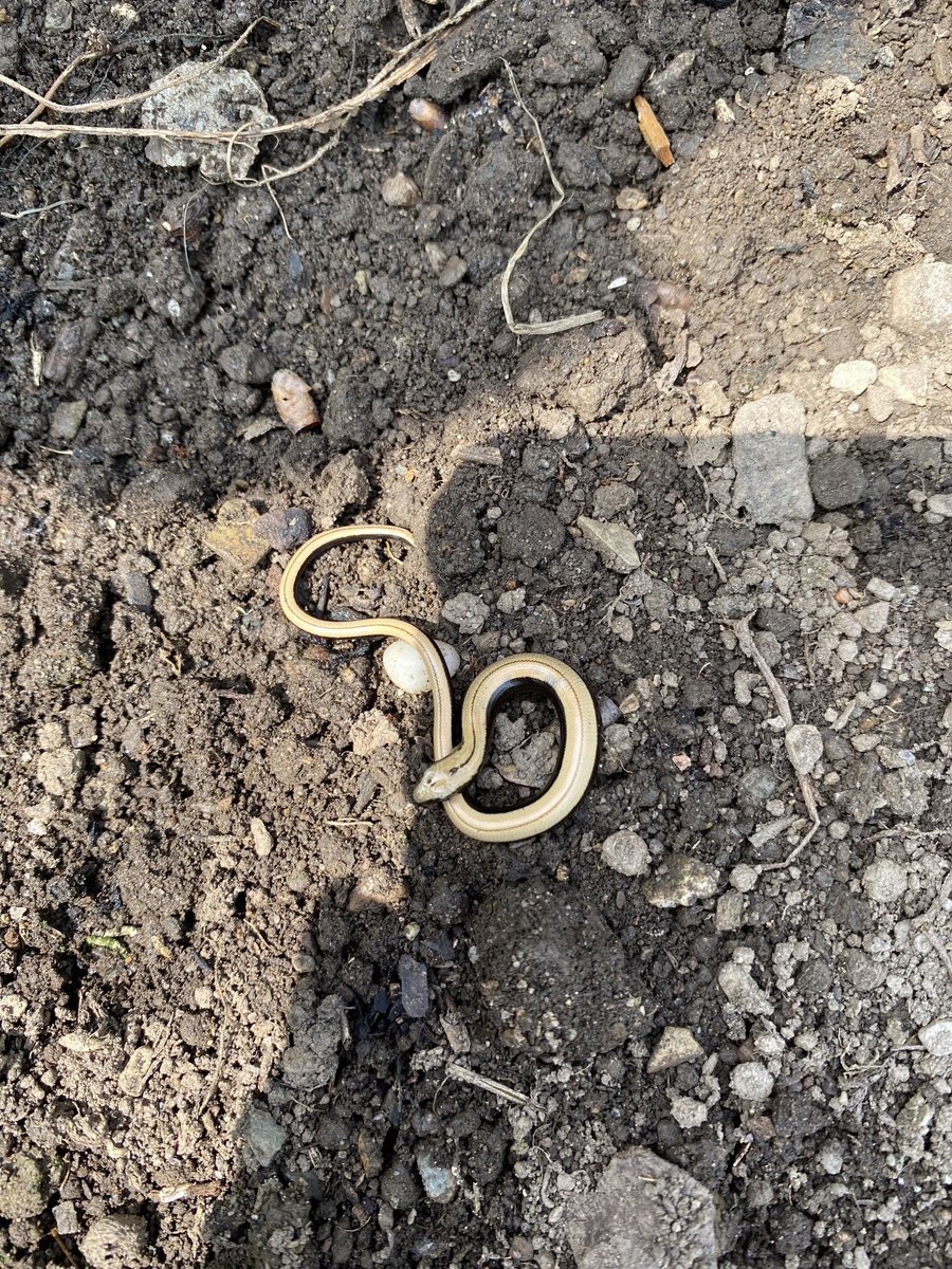 My first Slowworm of summer, snoozing under a seed tray. And what a dear little chap.