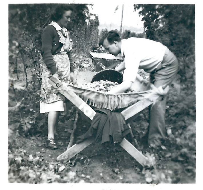 It was another world: my father and my Aunt Daphne sorting hops on the farm, Worcs/Herefordshire border, 1950s #farming #history