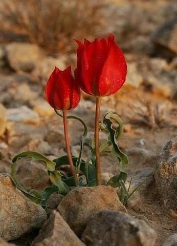 Mi piace quando un fiore o un piccolo ciuffo d'erba crescono attraverso una fessura nel cemento. È così fottutamente eroico. George Carlin #nature ⚘️⚘️