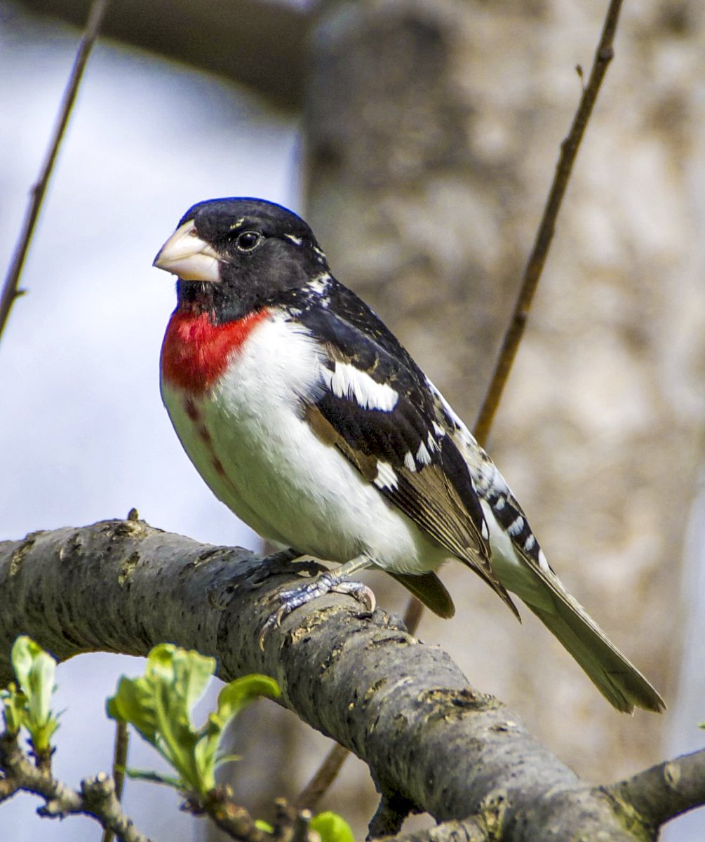This is a first for us in our backyard…This rose-breasted grosbeak (male) has become a resident this Spring…many sightings daily.  #birdwatching #birdphotography #naturephotography