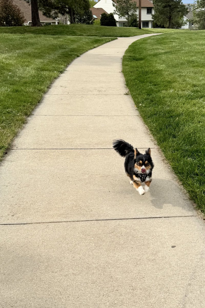 Happy Mothers Day - Happy Sunday #dogs #colorado #walkingthedogs #colorfulcolorado