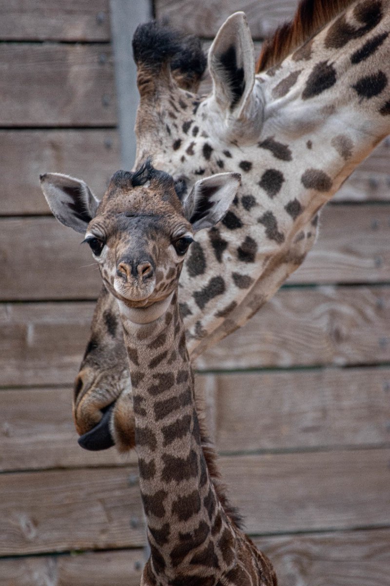 Happy Mother’s Day from our Zoo family to yours. Stop by to see Kamili with her new giraffe calf, Tino, in African Forest this weekend: bit.ly/2ZD61t2
