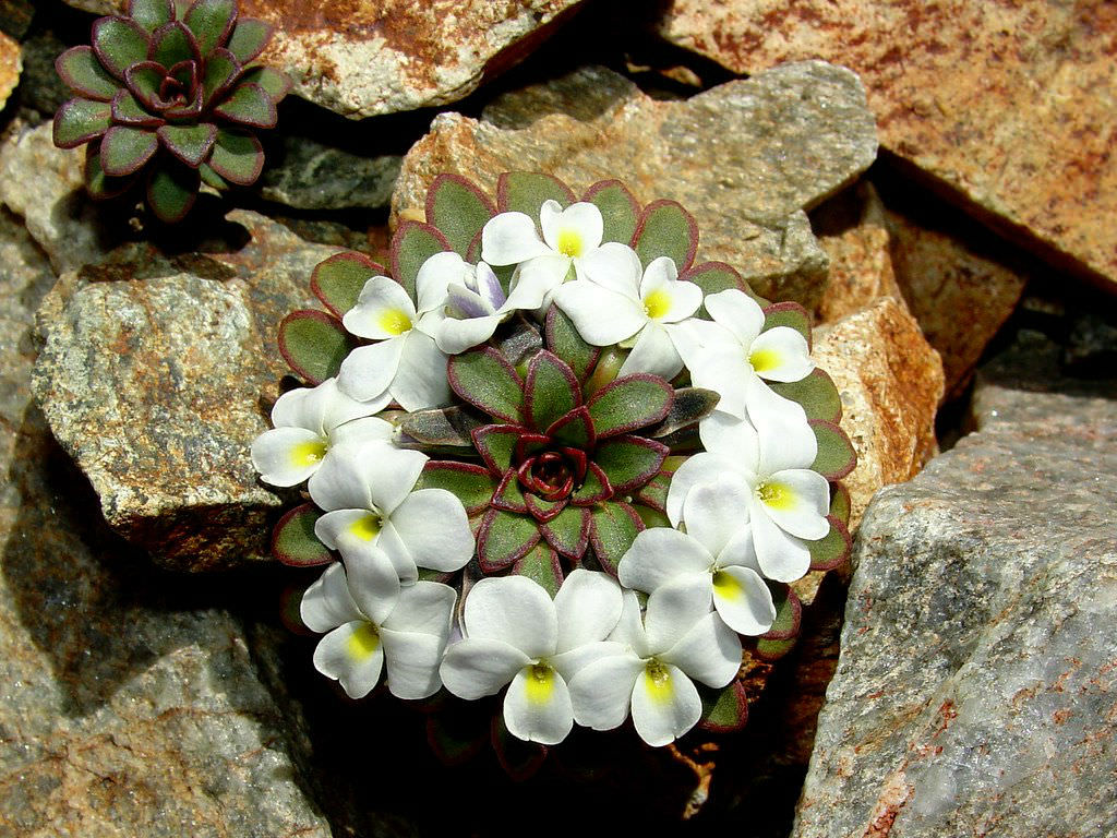 #มงกุฎดอกไม้ Viola sacculus เป็นพืชล้มลุกที่ออกใบเป็นก้นหอย เรียงซ้อนกันเป็นชั้นๆ มีถิ่นกำเนิดอยู่ทางตอนใต้ของประเทศชิลีและอาร์เจนตินา มักขึ้นในเขตที่มีอากาศหนาวเย็น อยู่บนภูเขาสูงหรือใกล้ขั้วโลก ภาพ brcotte2007 Doxzilla.com สารคดีระดับโลกพากย์ไทย 100 %