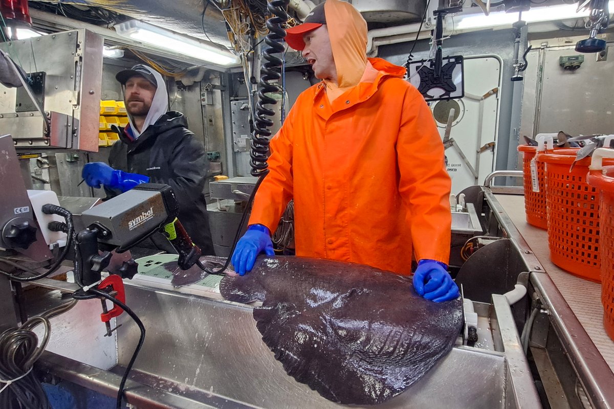 Happy #NationalLimerickDay! From us to you, some science limerick geekery 🤣 There is a ray that’s eccentric And found in the Northwest Atlantic To get its noms Its prey it stuns By using its organs electric More pics from our #NEFSCBottomTrawlSurvey: bit.ly/3VfDgPV.