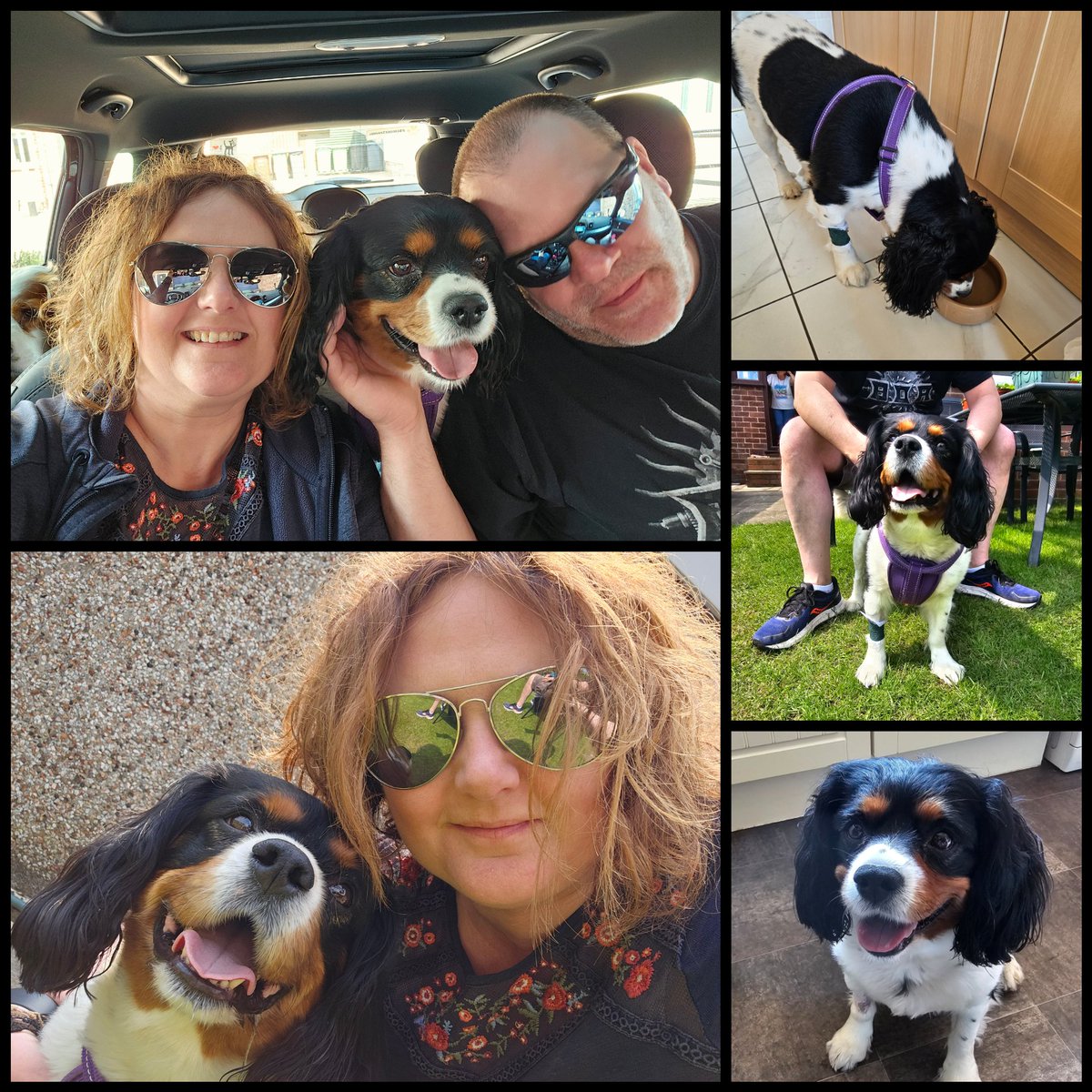 Our boy @Theocav2019 is back home 🥰🥰 We are both so happy and the Moore cavpack is reunited 😄 He's still some recovery to do but much brighter, eating and drinking 🙏 He was so giddy to see us that the vet said it was lovely to see 😍 #cavpack #Happiness
