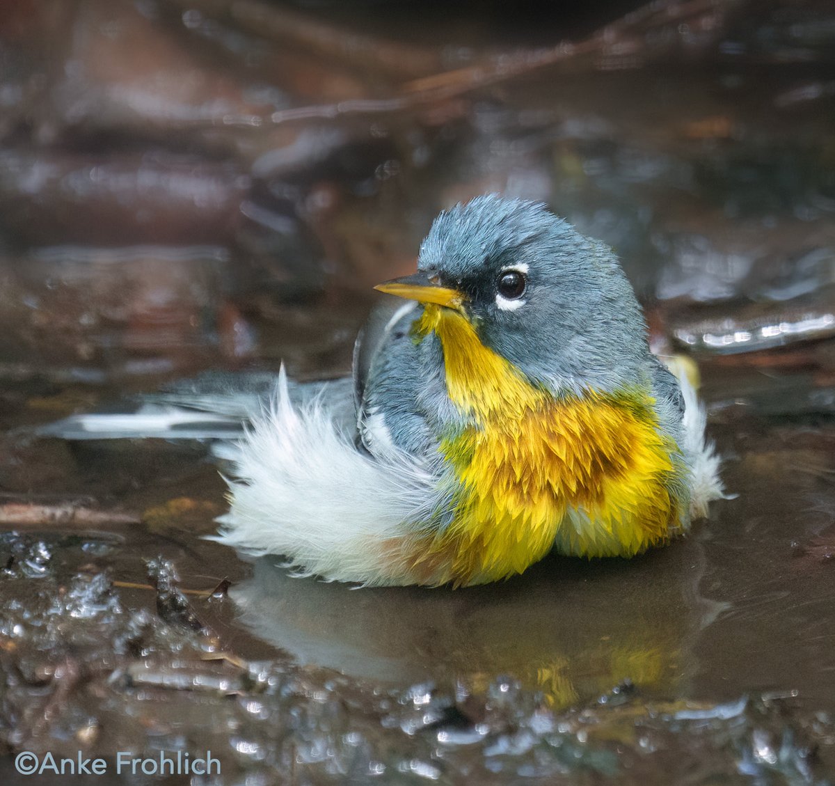 Catching a warbler taking a bath is always a highlight and this Northern Parula looks so very sweet doing it 😍 Seen in the ramble in NYC’s Central Park. #nyc #CentralPark #birdcpp #birdwatching #inaturalist #springmigration #warbler