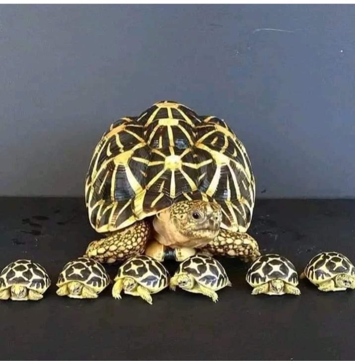 Tortoise family