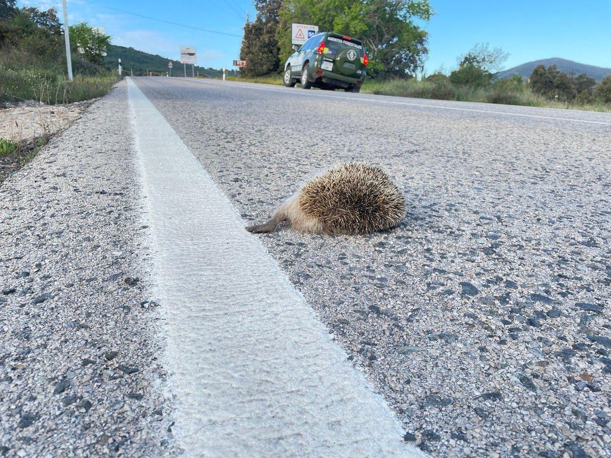 ➤ En esta época, la fauna tiene mucho peligro de atropello. ➤ Modera la velocidad, sobre todo en carreteras comarcales de la zona de la #Sierra. ➤ Podemos evitar imágenes como estas en la #M604 a la entrada del valle del Lozoya . #AgentesForestalesCM #ASEM112