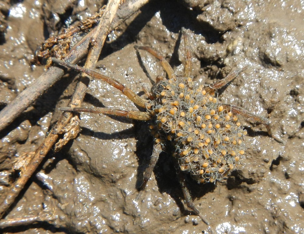 Happy Mother's Day! Today we appreciate all moms, but give a specific shoutout to wolf spider moms who carry around dozens of baby spiders until they get big enough to venture out on their own.

📷 Megan Seymour/USFWS