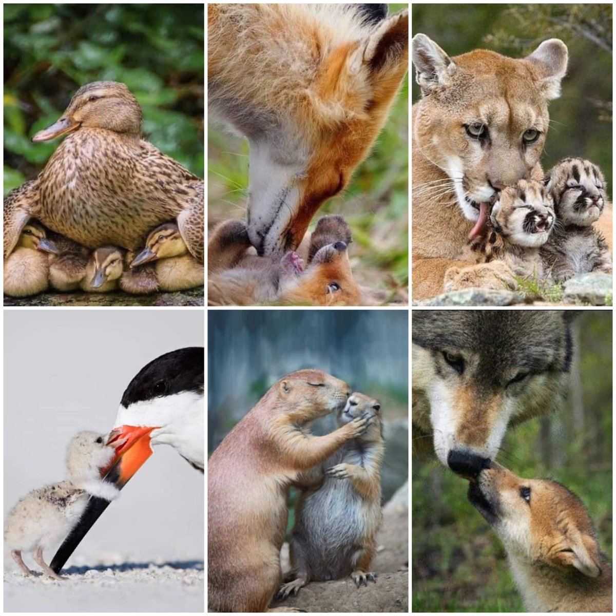This tribute pays homage to forgotten #mothers, highlighting their unconditional love and care for their offspring. Let's strive to create a compassionate world for all Mothers and their beloved babies, both Human and #Animal !! Happy #MothersDay 💕 #Voiceless