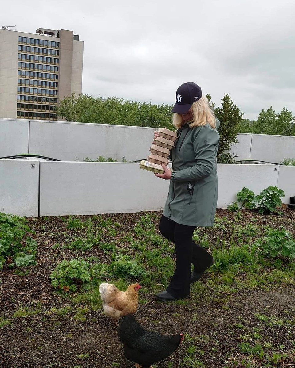 Rooftopfarming on top of the Schieblock officebuilding downtown Rotterdam on the DakAkker. More information about rooftopexcursions on 📲: dakakker.nl 🍃. 👇👇👇 The #Parkmonth toptours in May: May 18 and 25. 11 a.m. (€5). Book TICKETS 📲: parkenmaand.nl 🌳