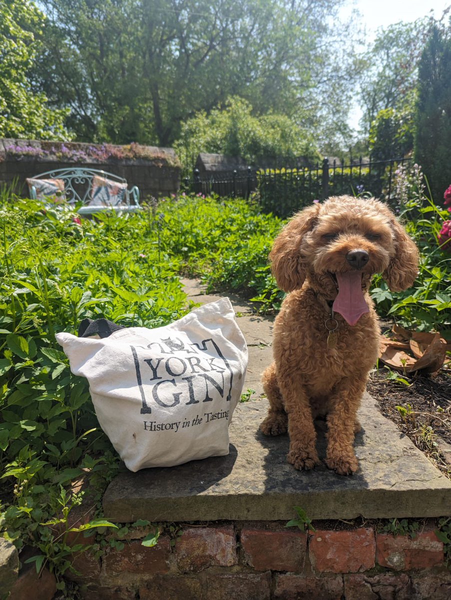 Thirsty work in York today.
🐶😎☀️

#yorkgindogs #york 
@VisitYork