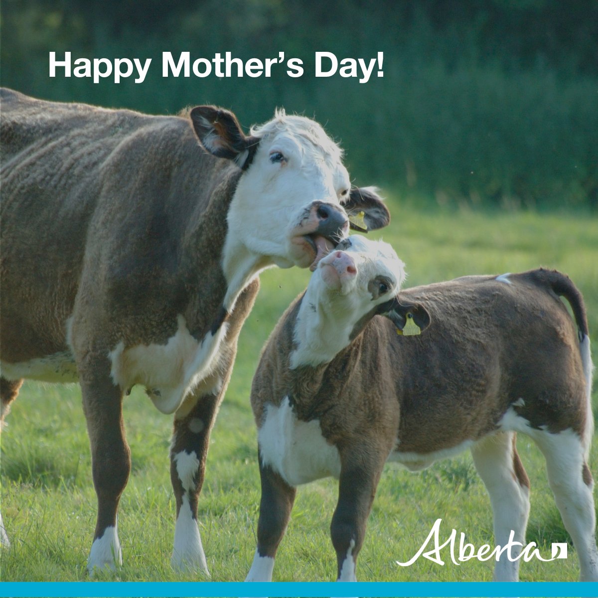 Whether it’s taking care of a baby, a calf, a chick or a piglet, being a mother is a special job. We want to wish a very happy Mother’s Day to moms of all kinds! #happymothersday #abag