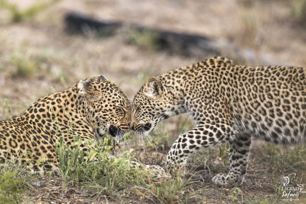 Happy Mothers Day to all the moms out there.

#MothersDay #HappyMothersDay #Safari #WildEarth #Leopard #LegendSafaris