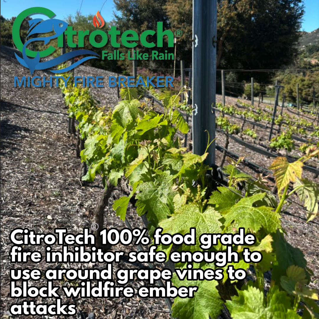 CitroTech 100% food grade fire inhibitor safe enough to use around grape vines to block wildfire ember attacks. #wildfiredefense #calfire #firenews  #CitroTech #FireInhibitor #FireSafety #FirePrevention