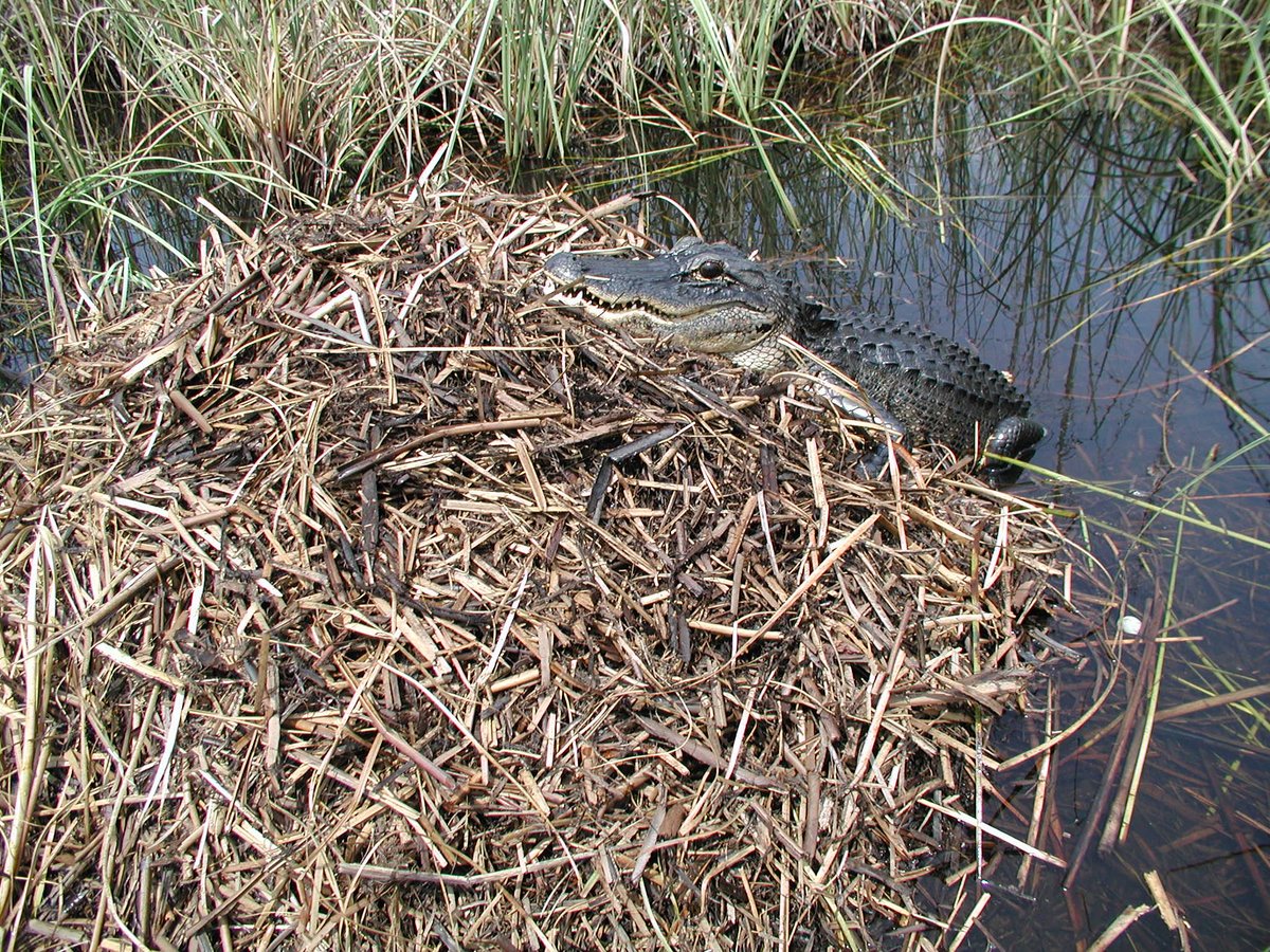 Everglades National Park wishes a Happy Mother's Day to all the mothers and motherly figures out there💗🐊 We've got some pretty amazing mothers too😉 The females respond swiftly to calls from hatchlings facing impending danger. So don't mess with their mamma! 😂 NPS Photo